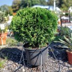 Tuja západná (Thuja occidentalis) ´DANICA´ - výška 30-40 cm, ⌀ 40 cm, kont. C10L